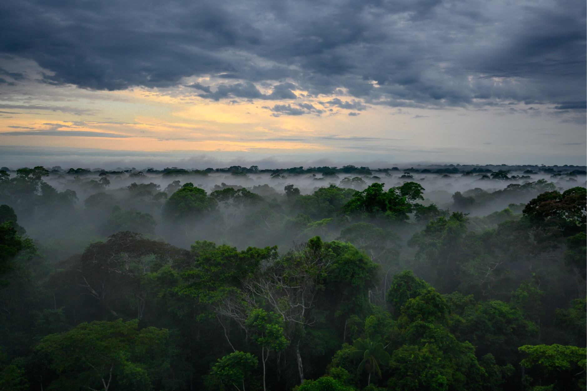 Bosque en Perú por Wilderness International