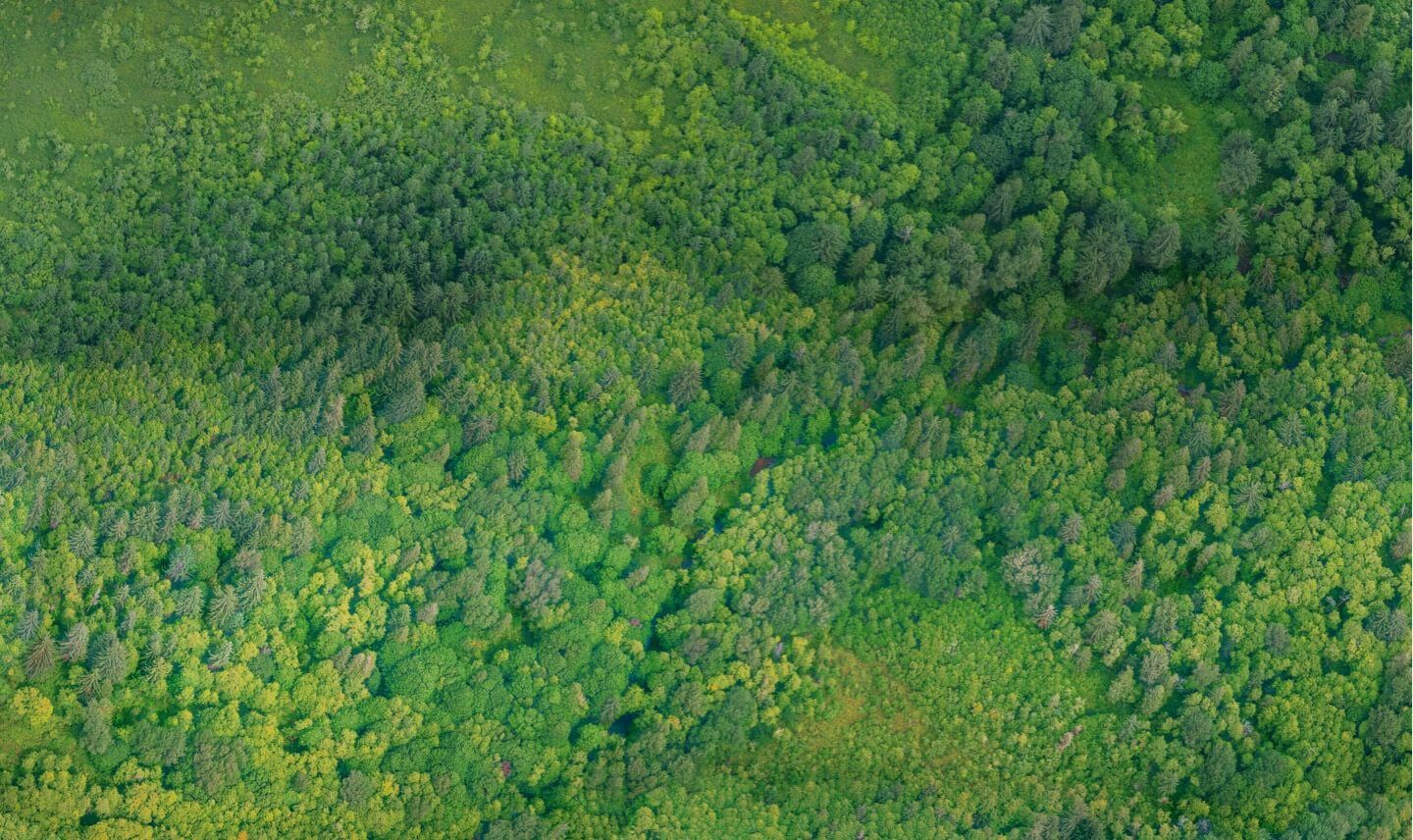 Bosque en Perú desde arriba