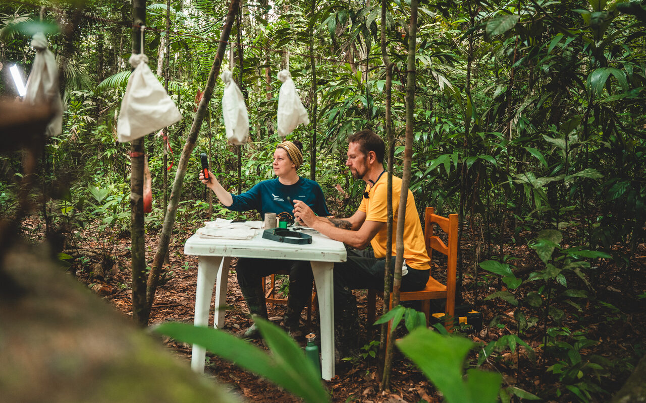 Los investigadores documentan las especies de la selva tropical