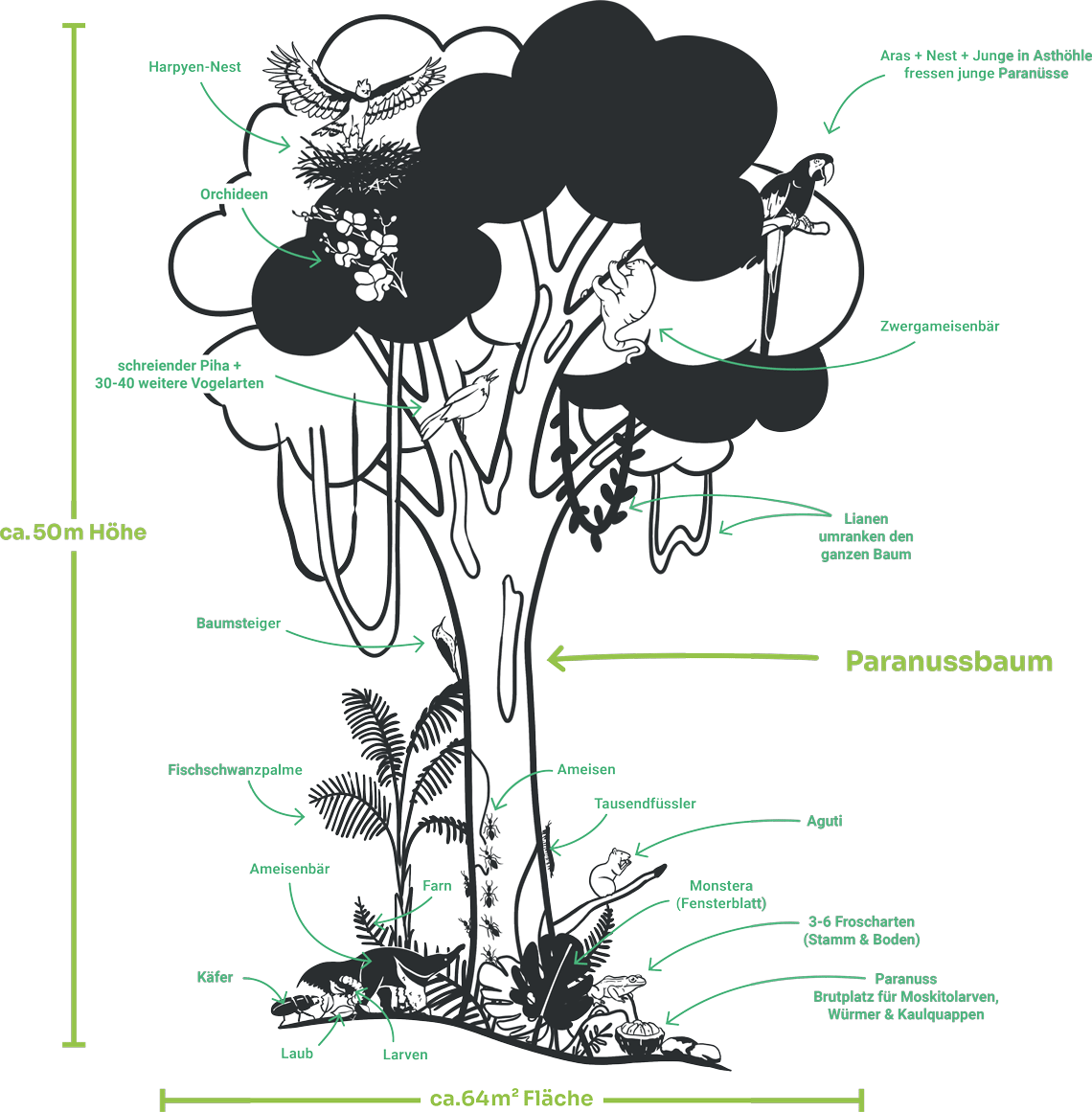 El árbol de la nuez de Brasil en Perú por Wilderness International